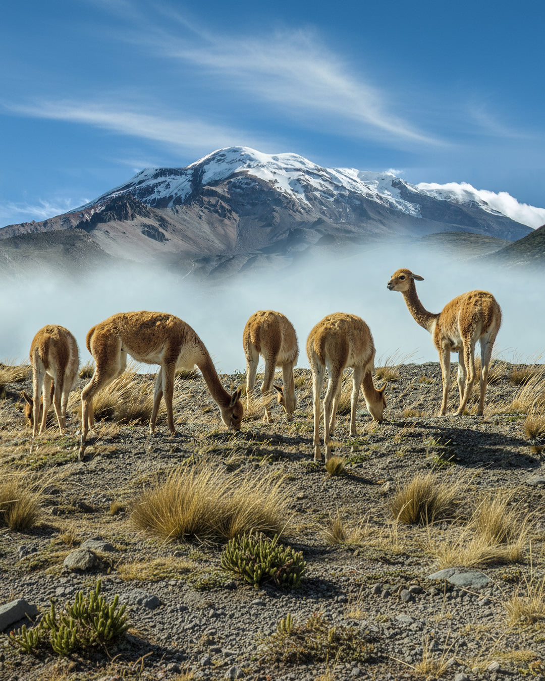 Fular 100% vicuna Made in Peru