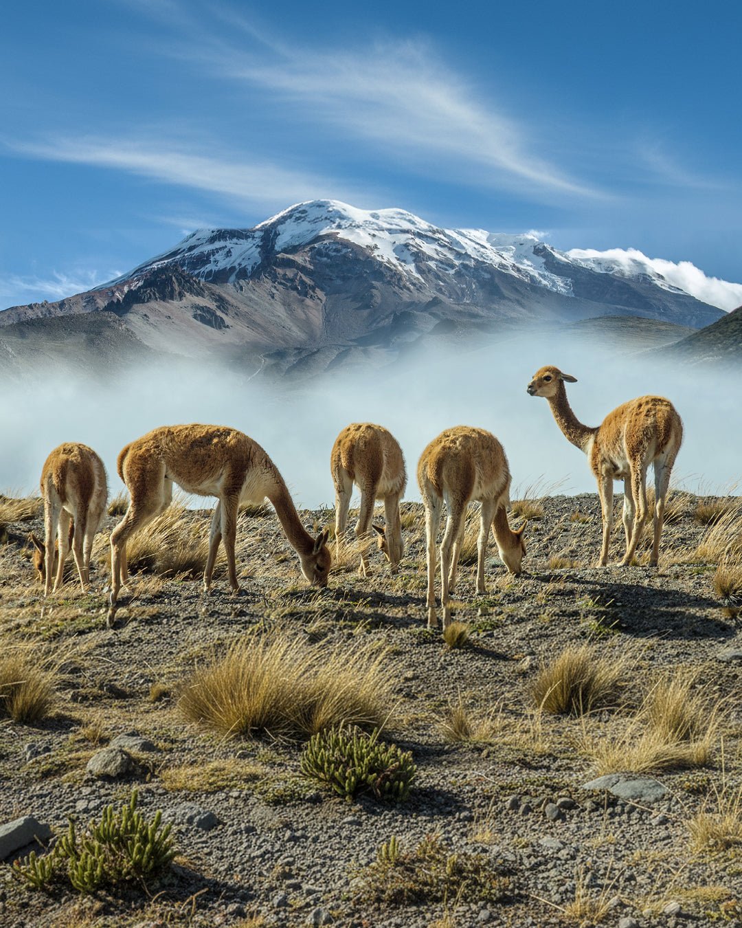 Fular 100% vicuna Made in Peru - Viggo