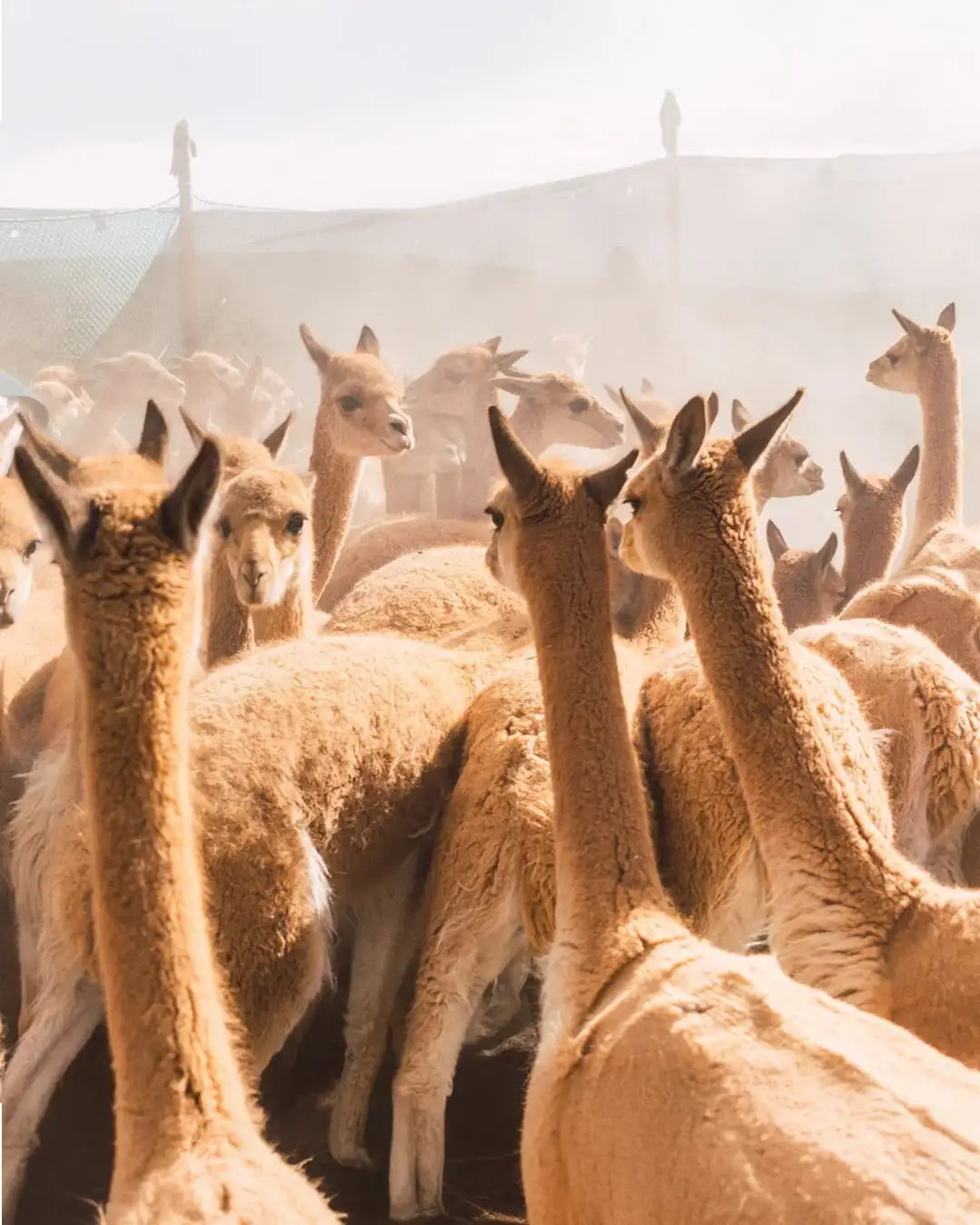100% vicuña scarf Made in Peru