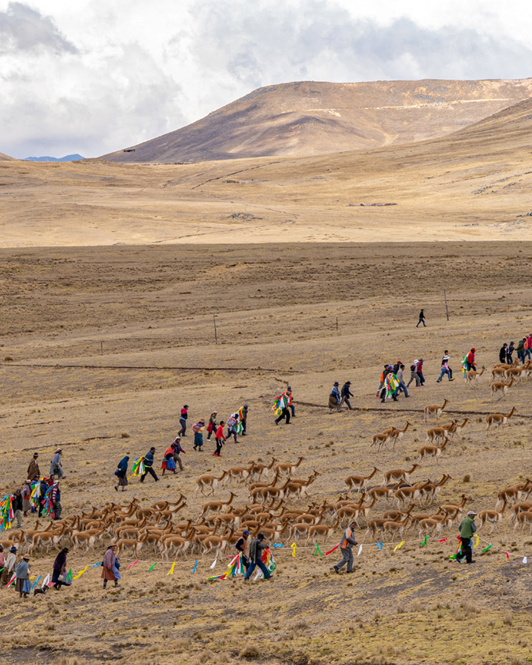 Fular 100% vicuna Made in Peru